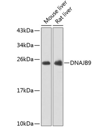 DNAJB9 Rabbit Polyclonal Antibody