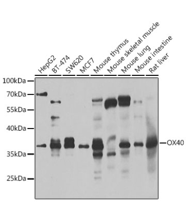CD134/OX40 Rabbit Polyclonal Antibody