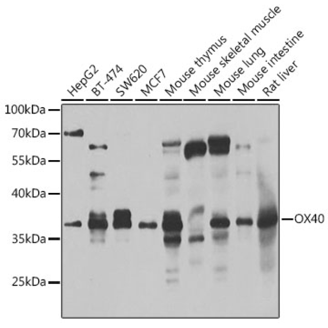 CD134/OX40 Rabbit Polyclonal Antibody