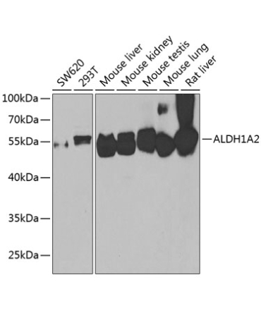 ALDH1A2 Rabbit Polyclonal Antibody