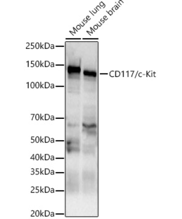CD117/c-Kit Rabbit Polyclonal Antibody