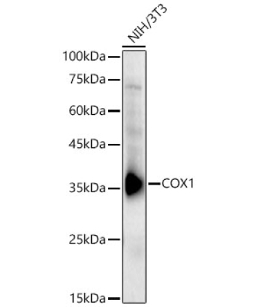 COX1 Rabbit Polyclonal Antibody