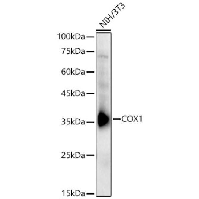 COX1 Rabbit Polyclonal Antibody