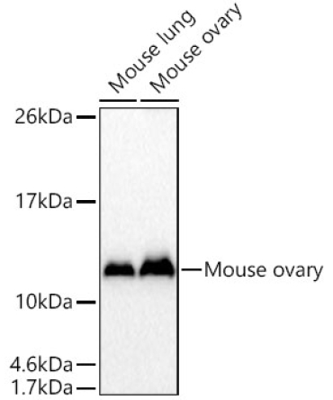 CRIP1 Rabbit Polyclonal Antibody