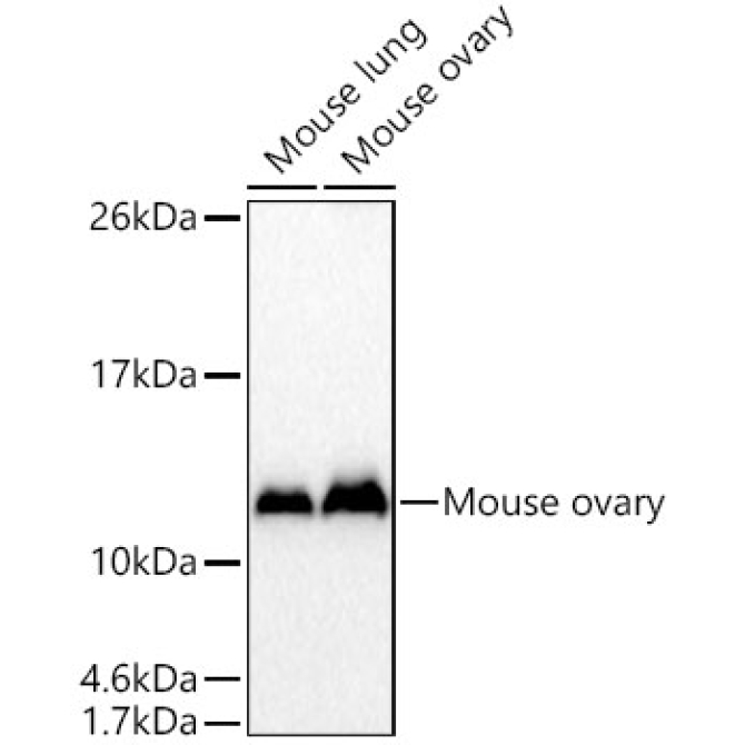 CRIP1 Rabbit Polyclonal Antibody