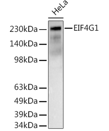 EIF4G1 Rabbit Polyclonal Antibody