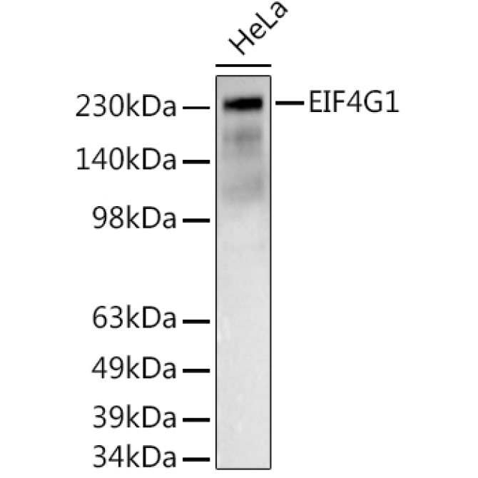 EIF4G1 Rabbit Polyclonal Antibody