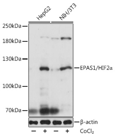 EPAS1/HIF2Alpha Rabbit Polyclonal Antibody