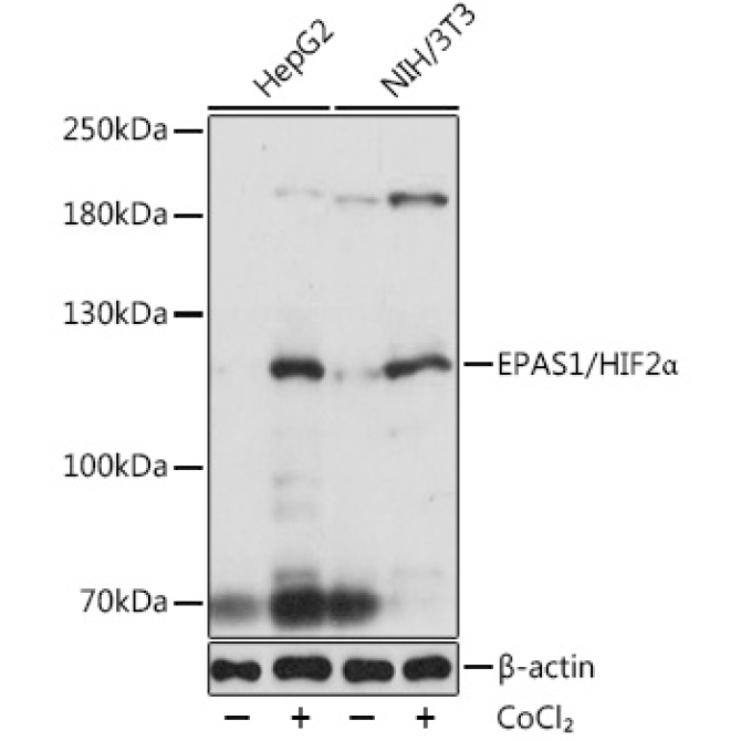EPAS1/HIF2Alpha Rabbit Polyclonal Antibody