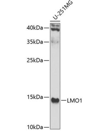 LMO1 Rabbit Polyclonal Antibody