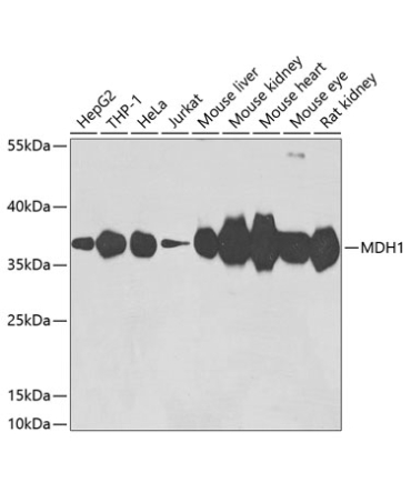 MDH1 Rabbit Polyclonal Antibody