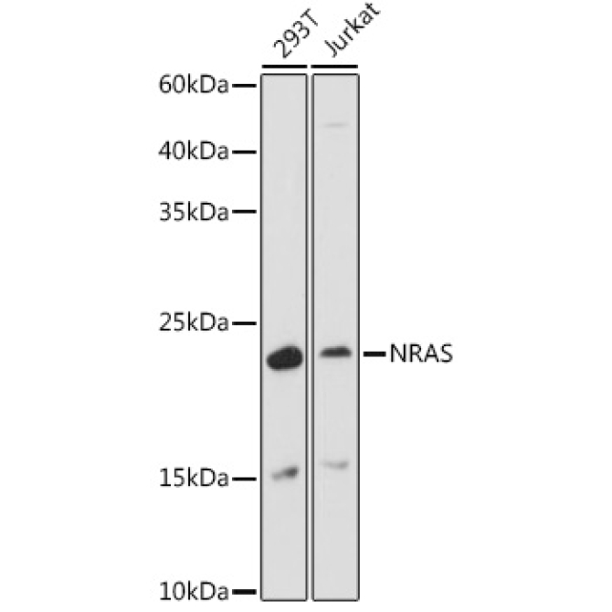 NRAS Rabbit Polyclonal Antibody