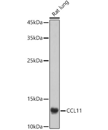 CCL11 Rabbit Polyclonal Antibody
