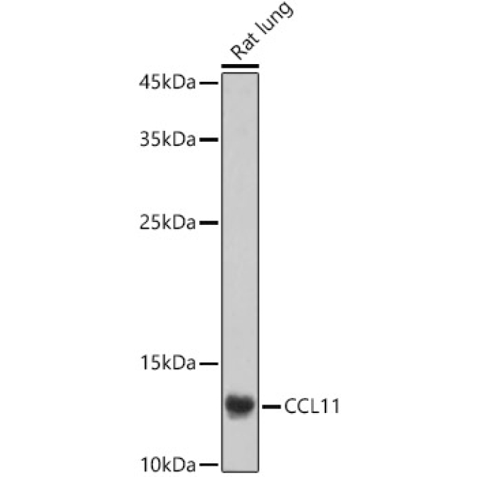 CCL11 Rabbit Polyclonal Antibody