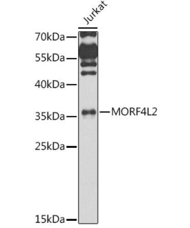 MORF4L2 Rabbit Polyclonal Antibody