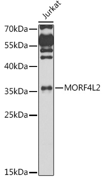 MORF4L2 Rabbit Polyclonal Antibody