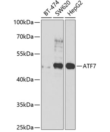 ATF7 Rabbit Polyclonal Antibody
