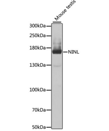 NINL Rabbit Polyclonal Antibody