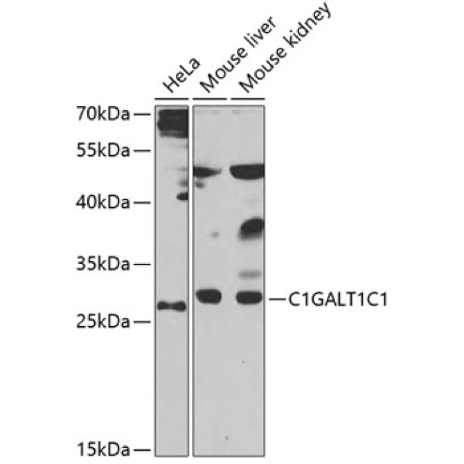 C1GALT1C1 Rabbit Polyclonal Antibody