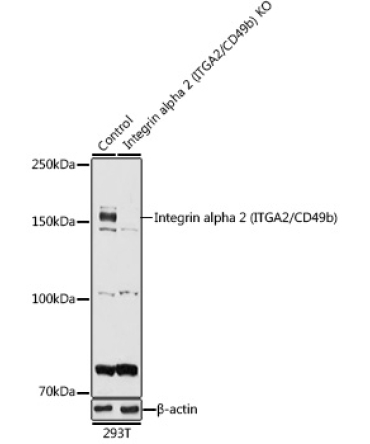 Integrin alpha 2 (ITGA2/CD49b) Rabbit Polyclonal Antibody [KO Validated]