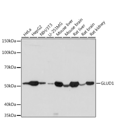 GLUD1 Rabbit Polyclonal Antibody
