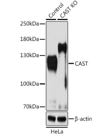 CAST Rabbit Polyclonal Antibody
