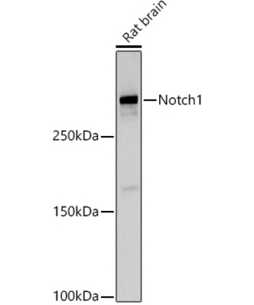 Notch1 Rabbit Polyclonal Antibody