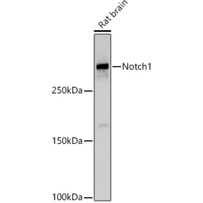 Notch1 Rabbit Polyclonal Antibody