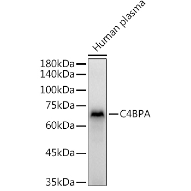C4BPA Rabbit Polyclonal Antibody