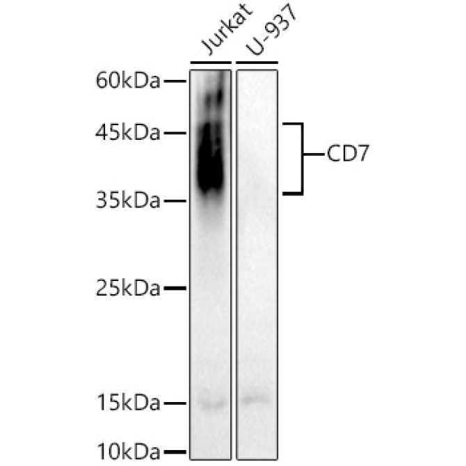 CD7 Rabbit Polyclonal Antibody