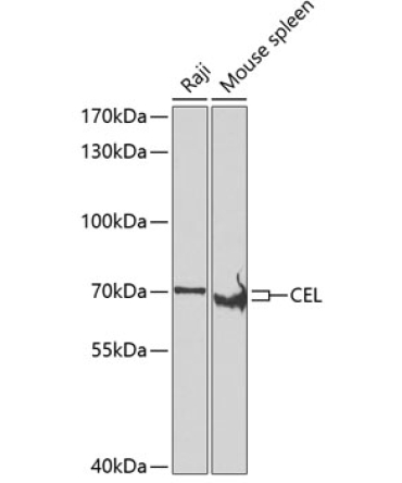 CEL Rabbit Polyclonal Antibody