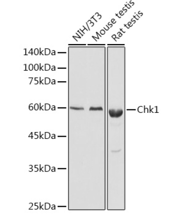 Chk1 Rabbit Polyclonal Antibody