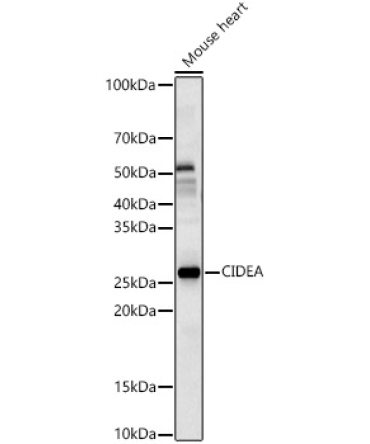 CIDEA Rabbit Polyclonal Antibody
