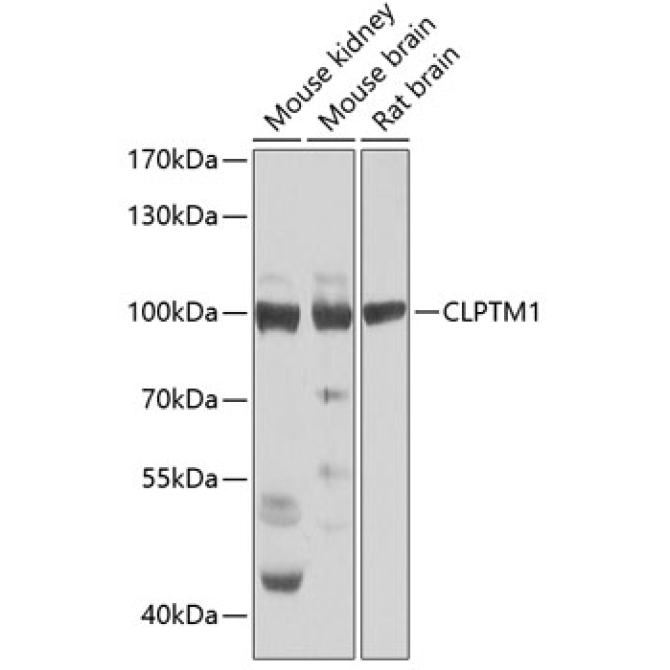 CLPTM1 Rabbit Polyclonal Antibody