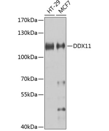 DDX11 Rabbit Polyclonal Antibody