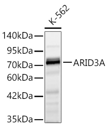 ARID3A Rabbit Polyclonal Antibody