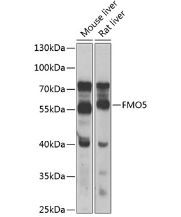 FMO5 Rabbit Polyclonal Antibody