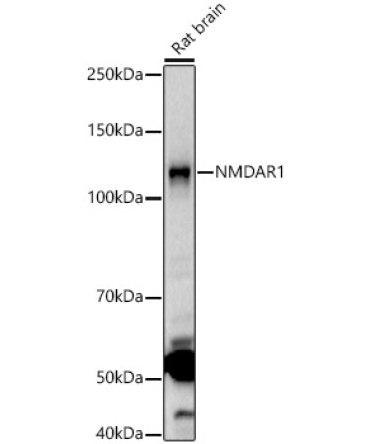 NMDAR1 Rabbit Polyclonal Antibody