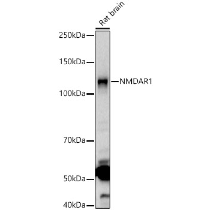 NMDAR1 Rabbit Polyclonal Antibody