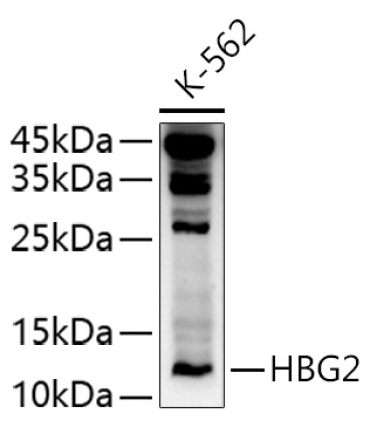 HBG2 Rabbit Polyclonal Antibody
