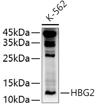 HBG2 Rabbit Polyclonal Antibody
