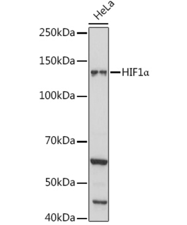 HIF1Alpha Rabbit Polyclonal Antibody