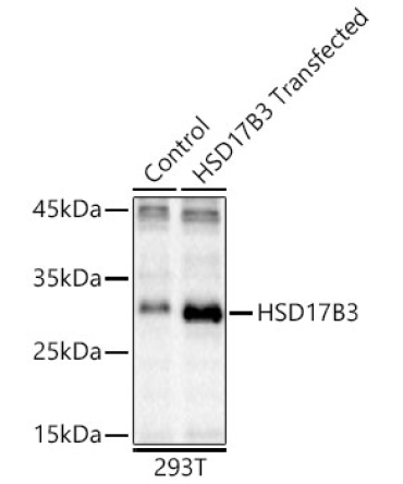 HSD17B3 Rabbit Polyclonal Antibody