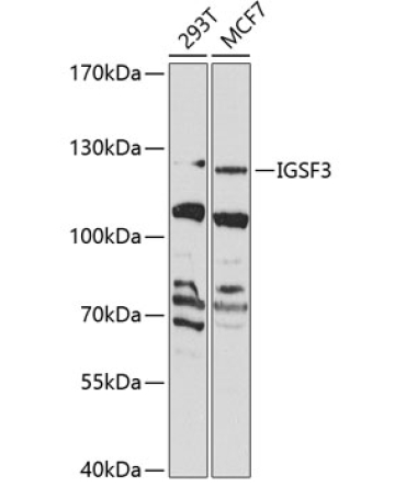 IGSF3 Rabbit Polyclonal Antibody