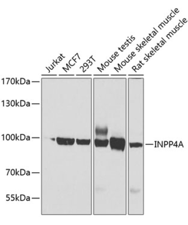 INPP4A Rabbit Polyclonal Antibody