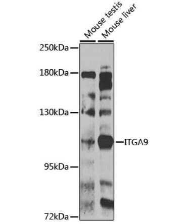 ITGA9 Rabbit Polyclonal Antibody