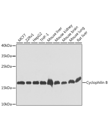 Cyclophilin B Rabbit Polyclonal Antibody