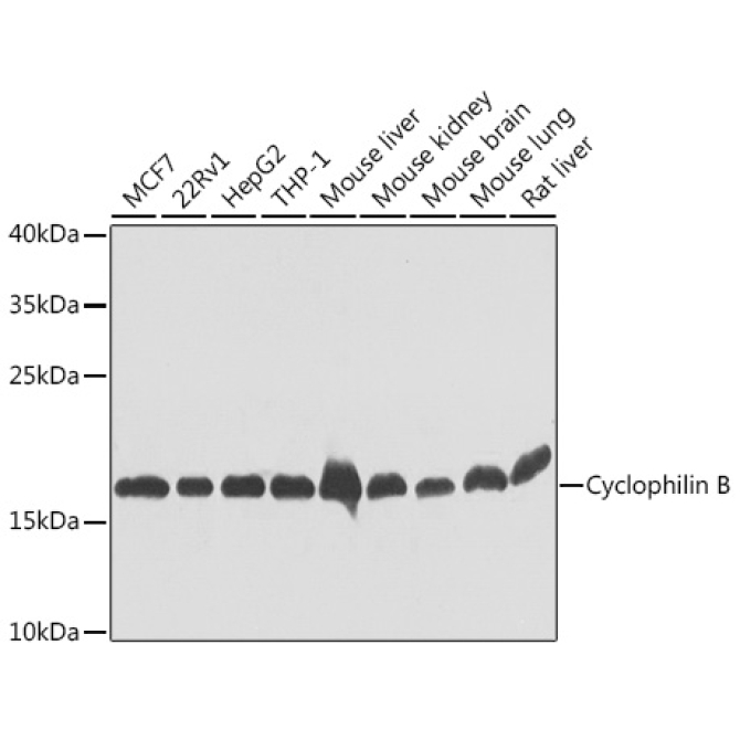 Cyclophilin B Rabbit Polyclonal Antibody