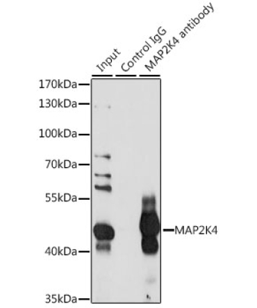 MAP2K4 Rabbit Polyclonal Antibody