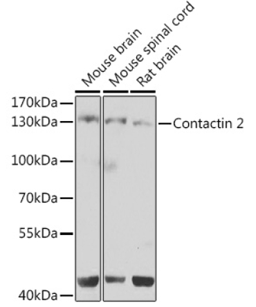 Contactin 2 Rabbit Polyclonal Antibody
